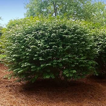 Amazon.com : Brighter Blooms - Dwarf Burning Bush, 2 Gallon